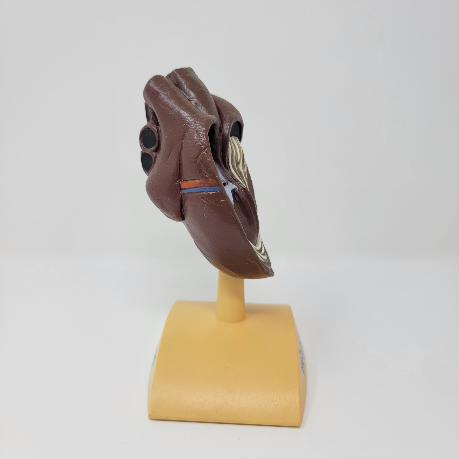 Banfield Veterinary Plastic Anatomical Model for Education – Canine Heart