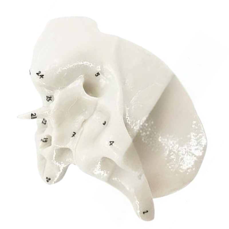 Practical Human Skeleton Model Temporal Bone Model Teaching Aid for Anatomy