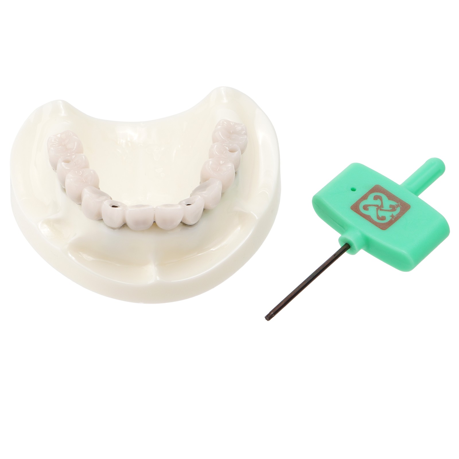 Dental Implant Model Overdenture All-on-4 All-on-6 treatment Demo With 4/6 Screw