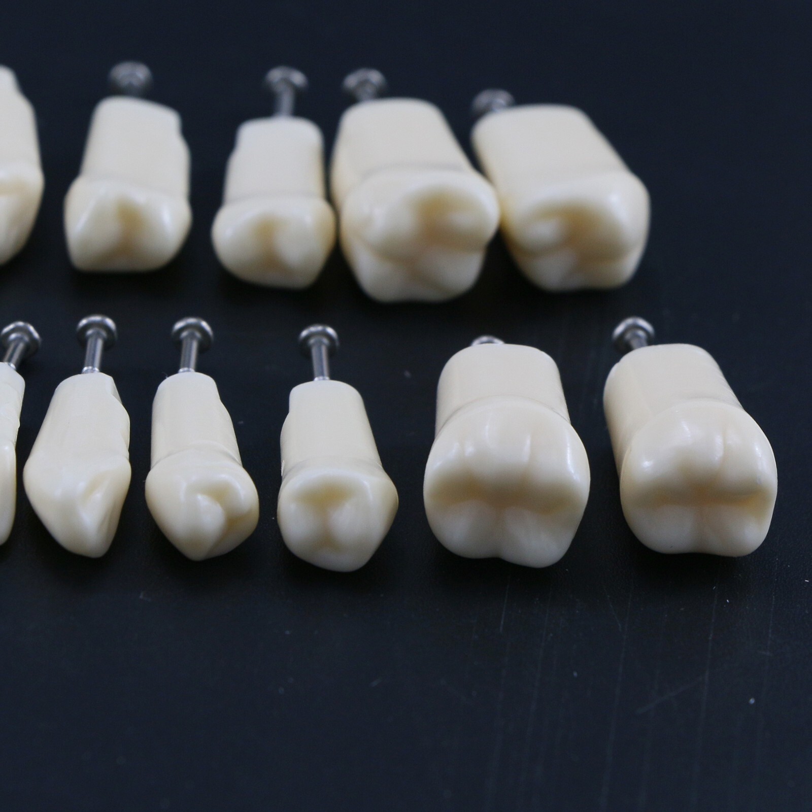 Dental Typodont Replacement Teeth Screw-in Model fit Kilgore NISSIN 200/500 Type