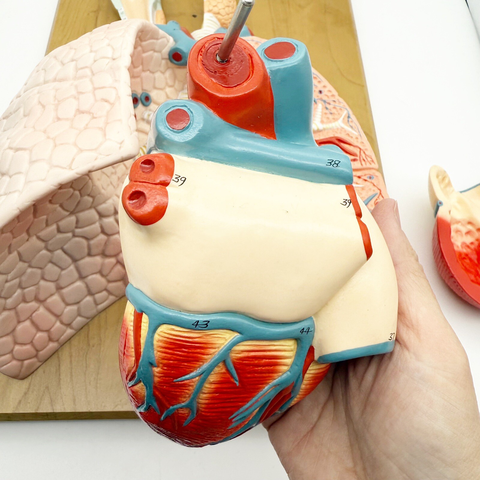 Denoyer Geppert Anatomical Model Anatomy 01792-00 CardioPulmonary Model