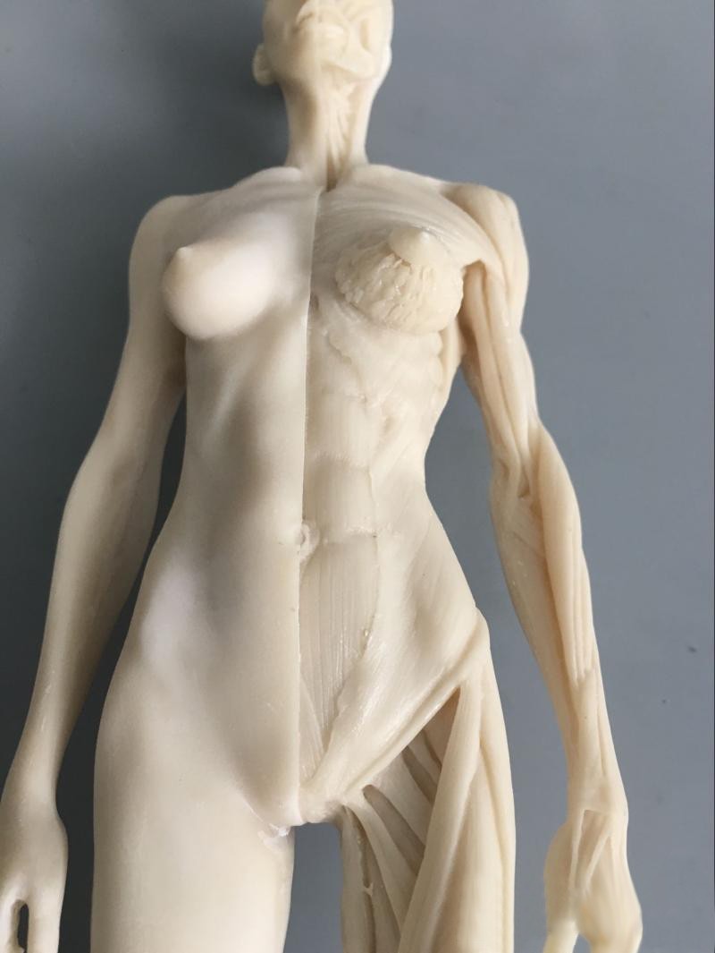 30cm Human Skeleton Anatomical Model Male＆Female Anatomy Skull Muscle Bone White