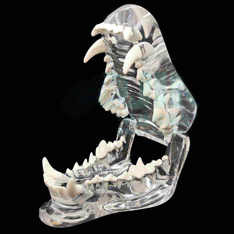 NEW Dog Pet Teeth Model Tooth Transparent Anatomical Veterinary Canine Teaching