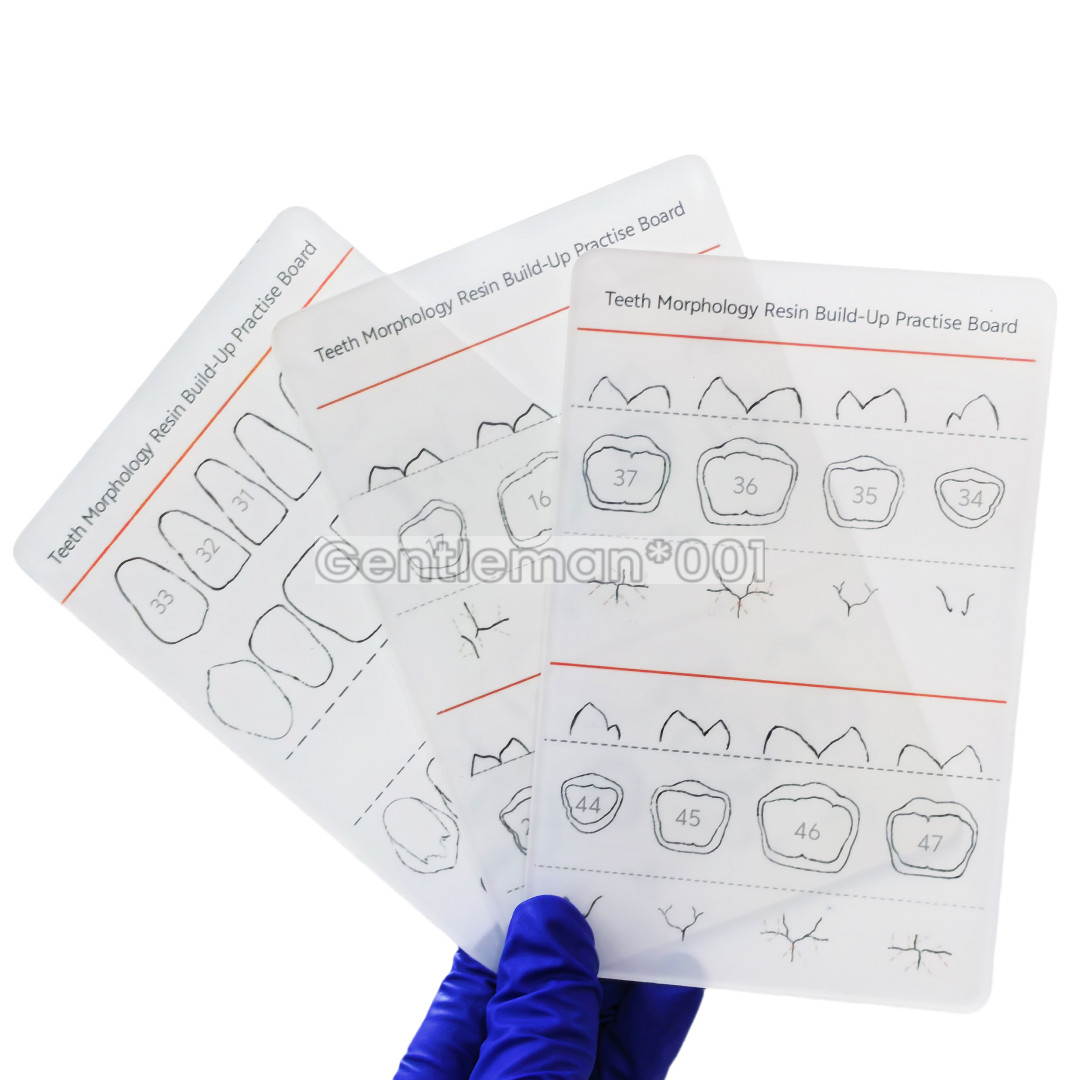 Dental Board Teeth Morphology Composite Build Up Practise Template Dentist Model
