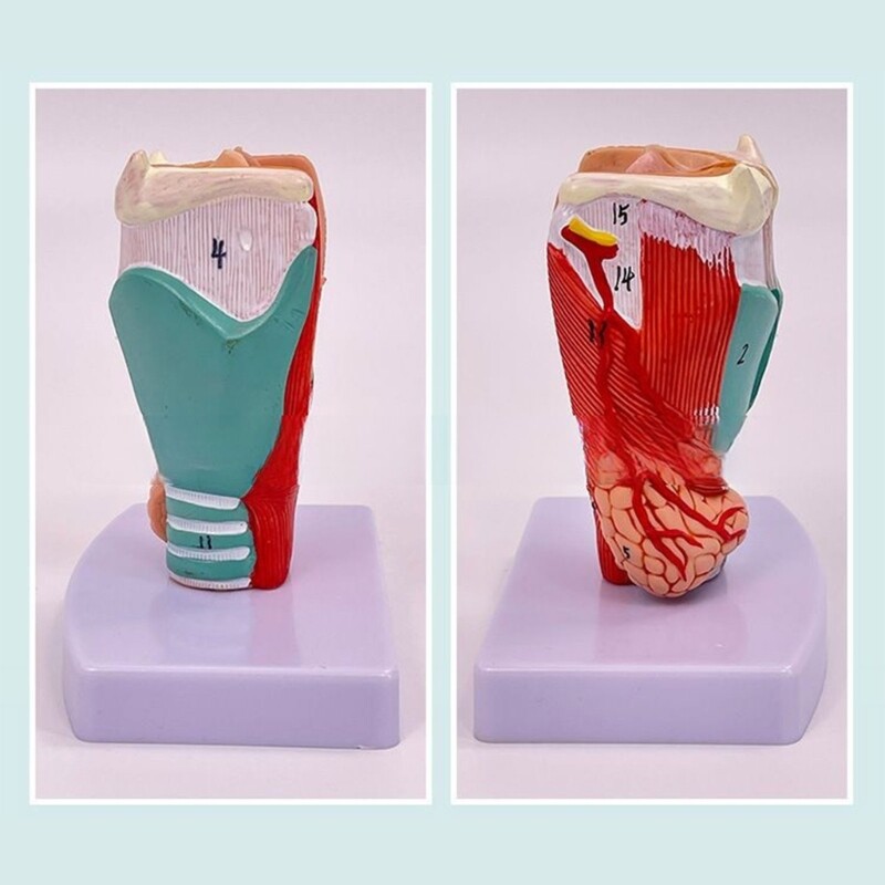 Larynx Anatomical Model Human Organ Anatomical Model Human Throat Anatomy Model
