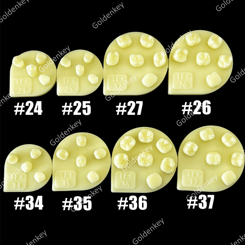 8pcs Dental Tooth Shape Practice Model Molar Resin Composites Filling US STOCK