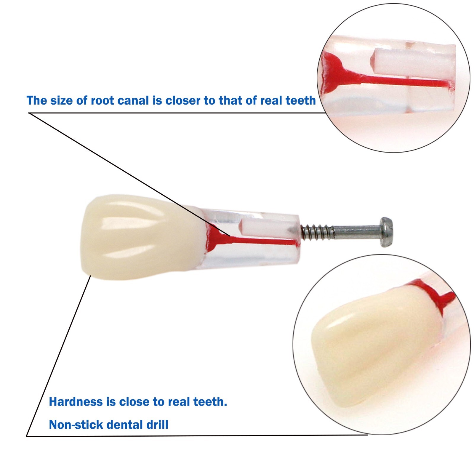 Dental Teeth Model Endo Root Canal Pulp Files Practise Blocks Fit NISSIN 200