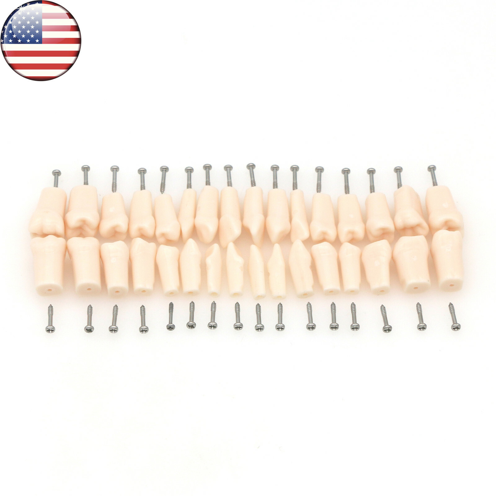 US Dental Preparation Typodont Model fit Kilgore NISSIN 200 500 Frasaco AG3 Type