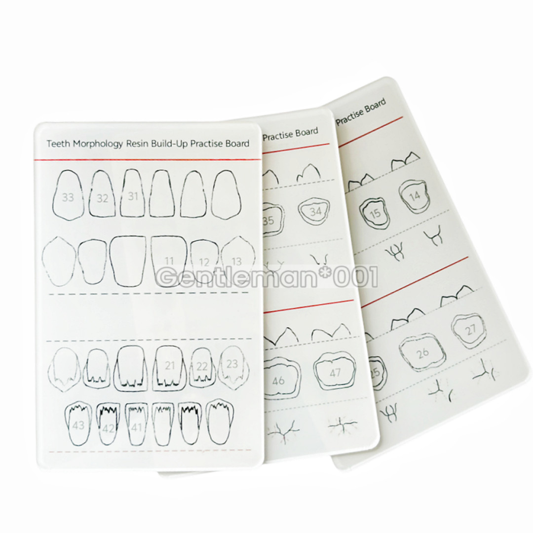 Dental Board Teeth Morphology Composite Build Up Practise Template Dentist Model