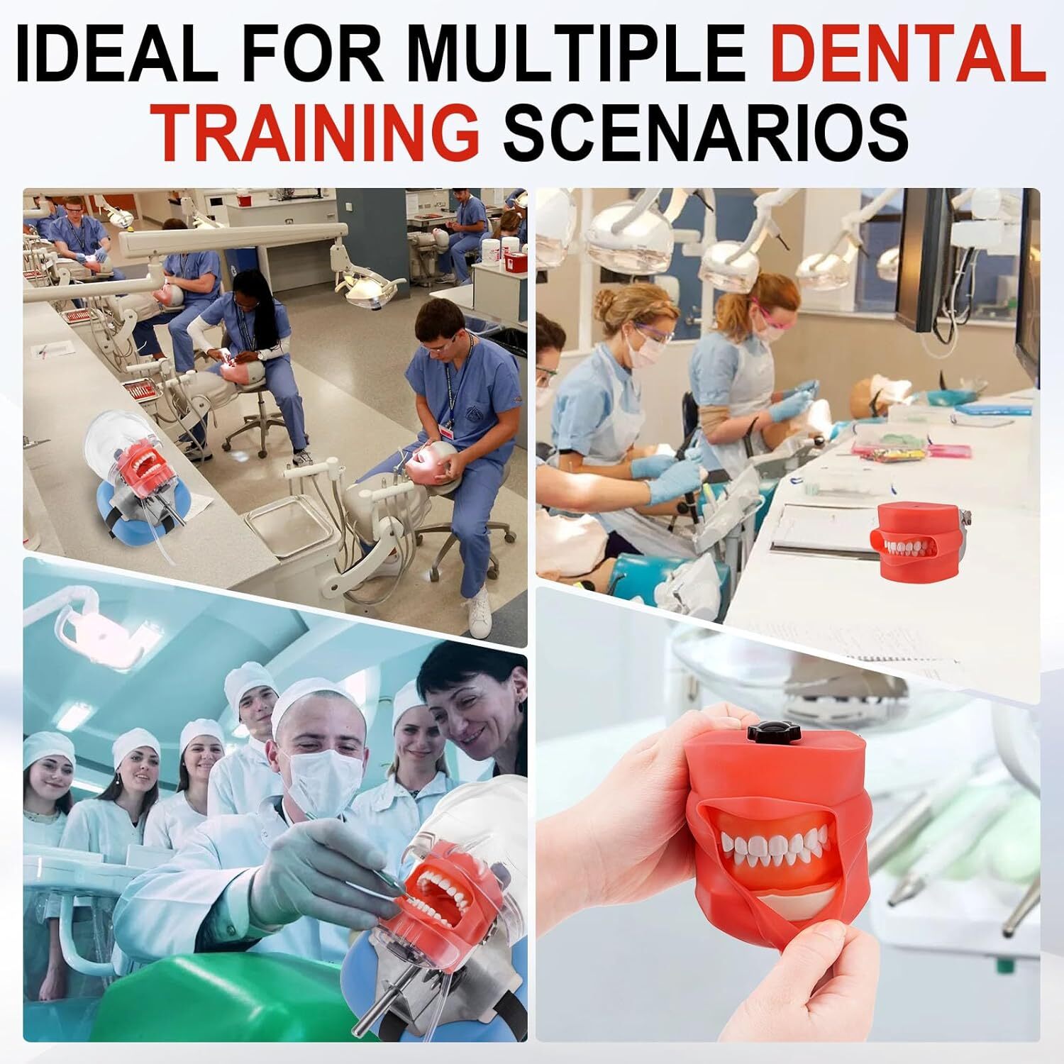 Dental Simulator Mannequin Head Teeth Model Typodont Model &Teeth Mount Pole USA