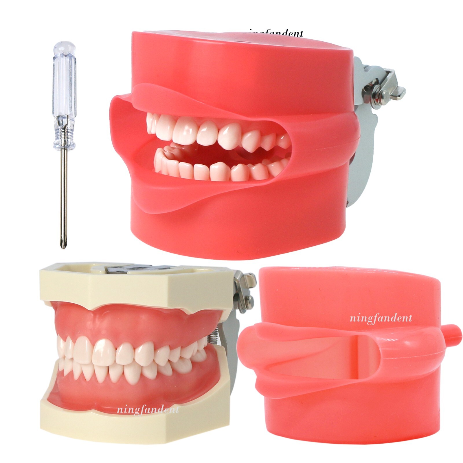 US Dental Typodont Study Detachable Model With Simulated Cheek And Mounting Pole
