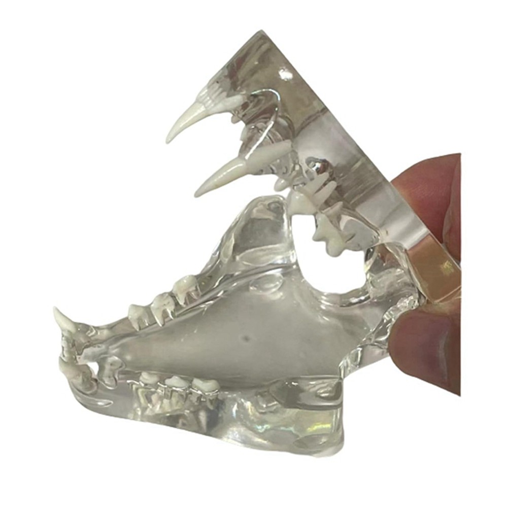 Transparent Teeth Anatomical Model Dental Animals Oral Tooth Jaw for9633