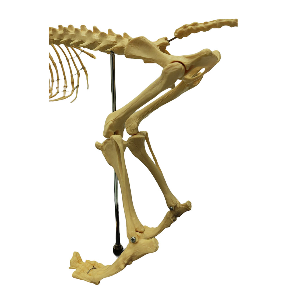 Canine Skeleton Model PVC Dog Model Bones Standard Size Education Display Model