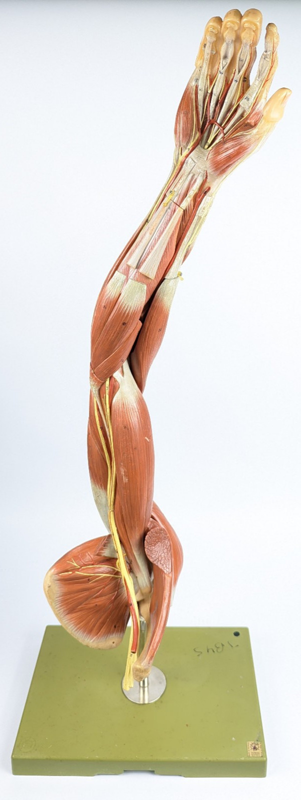 Vtg Anatomical Somso Muscle Arm Model with Shoulder Girdle (A)