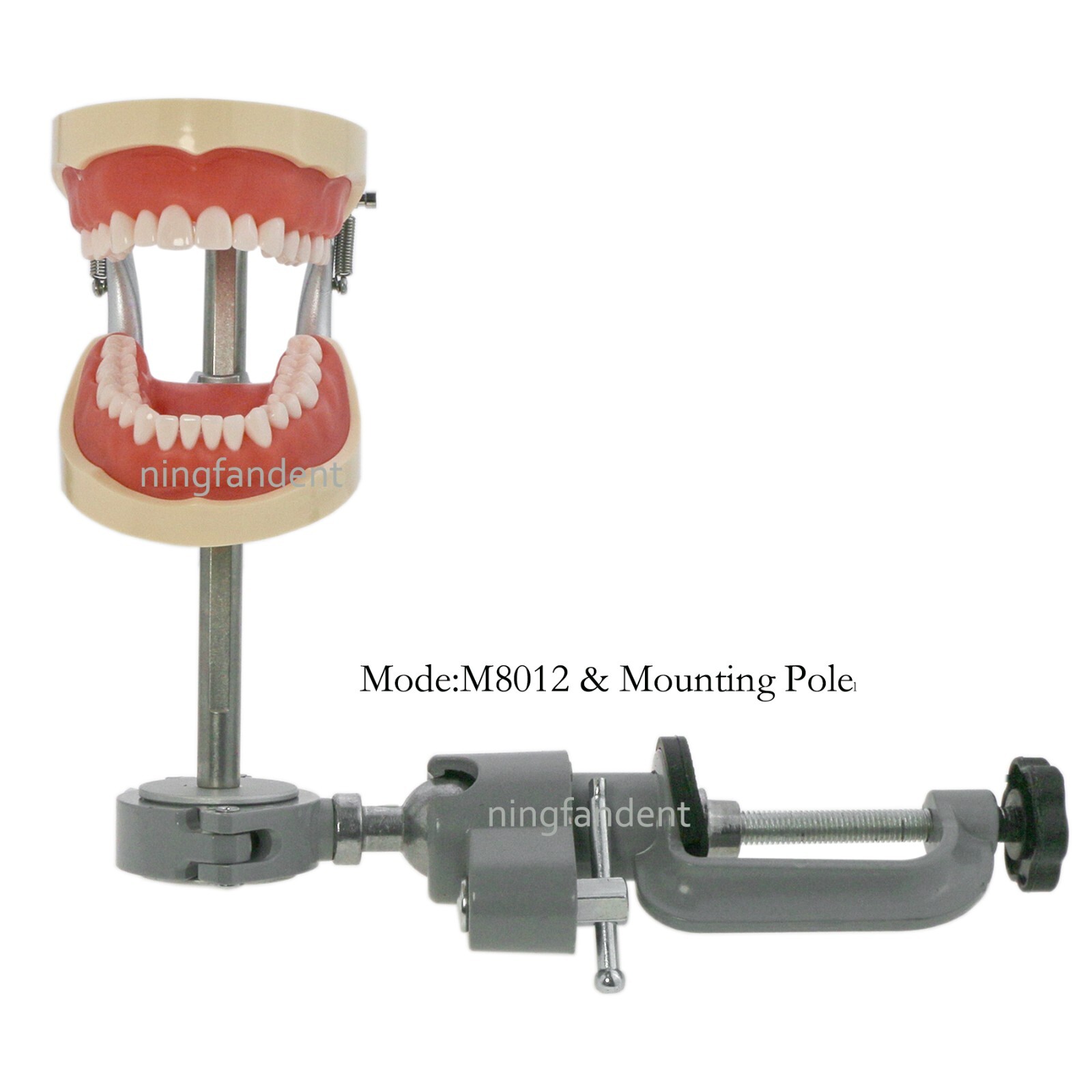 US Dental Typodont Model With Mounting Pole Fit Kilgore Nissin 200 Columbia Type