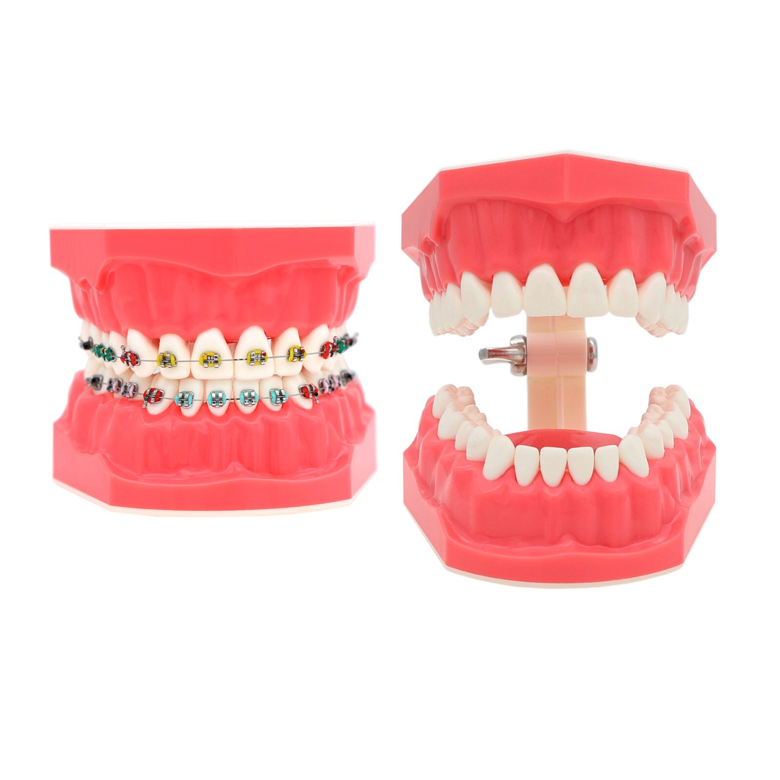 Multi-Type Dental Teaching Typodont Model Ortho/Implant/Pathology Practice Demo