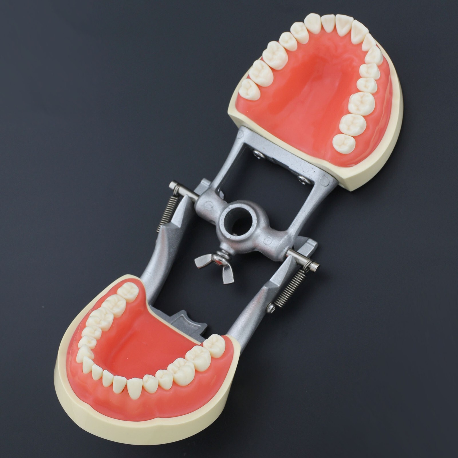 Dental Typodont Training Model Columbia Kilgore Nissin Mounting Pole 28 32 Teeth