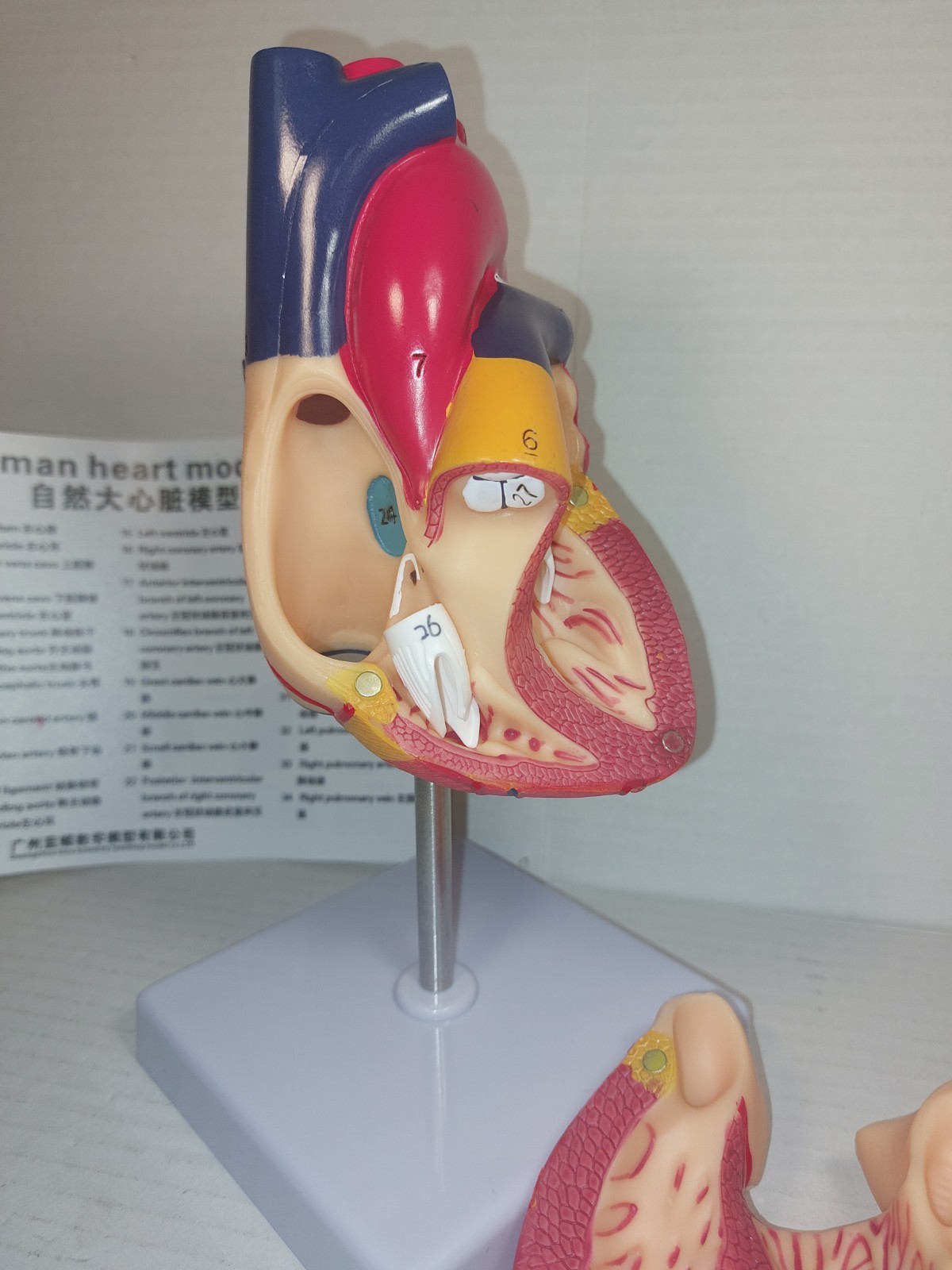 Anatomical Human Heart LifeSize 1:1 Model Medical Teaching (Has Minor Flaws)