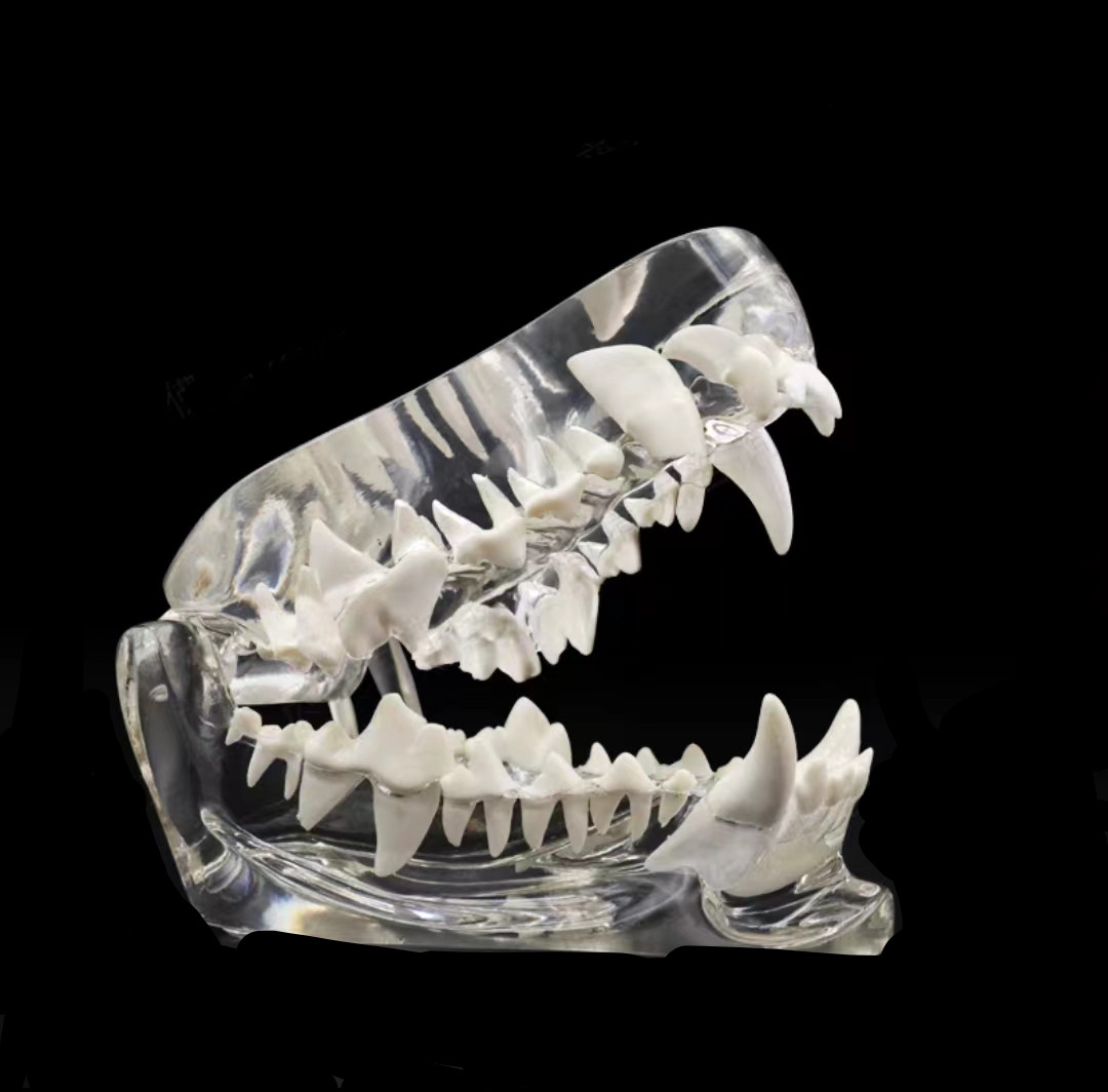 Dog Teeth pet dental model Transparent Anatomical Veterinary Canine Teaching