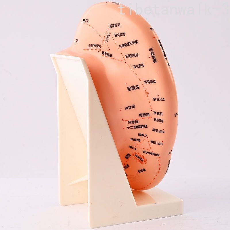 23cm Auriculotherapy Model. Ear Model of Reflex,Chinese Version