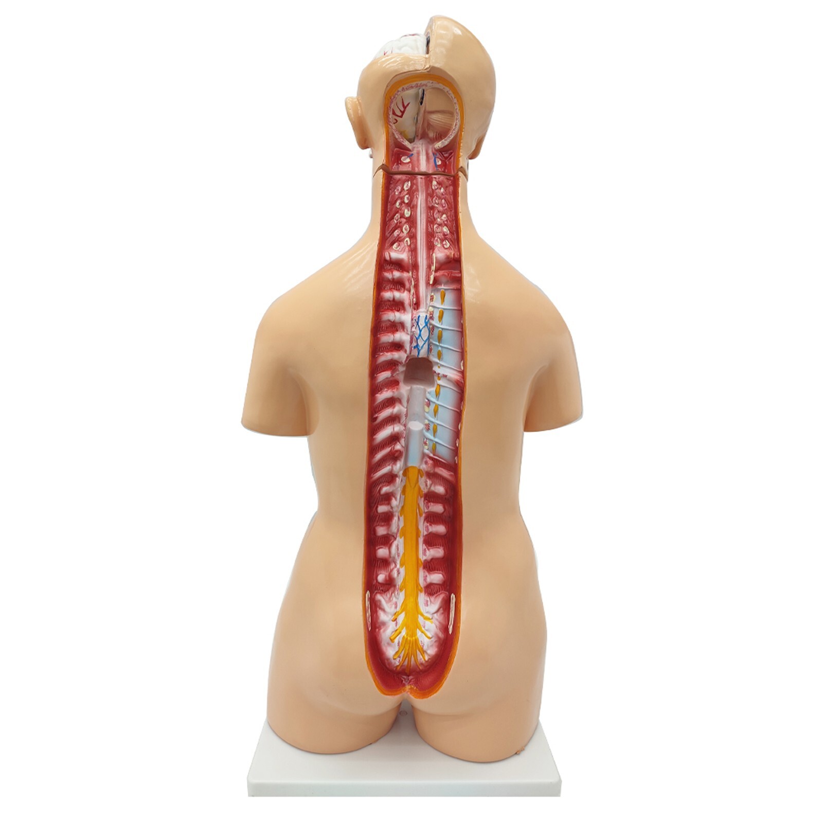 Human Torso Model Replaceable Detachable Female/Male Medical Teaching Model