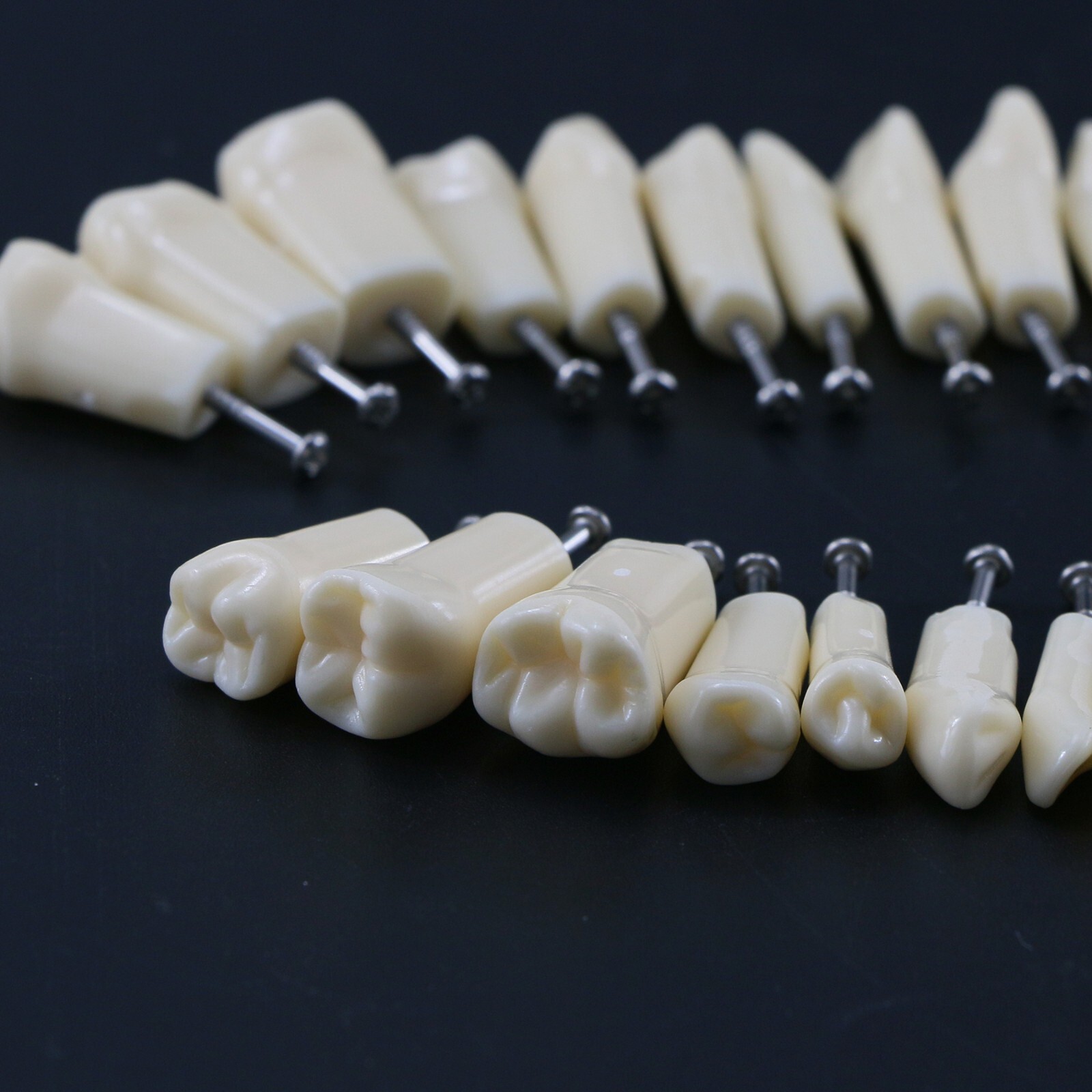 Dental Typodont Replacement Teeth Screw-in Model fit Kilgore NISSIN 200/500 Type