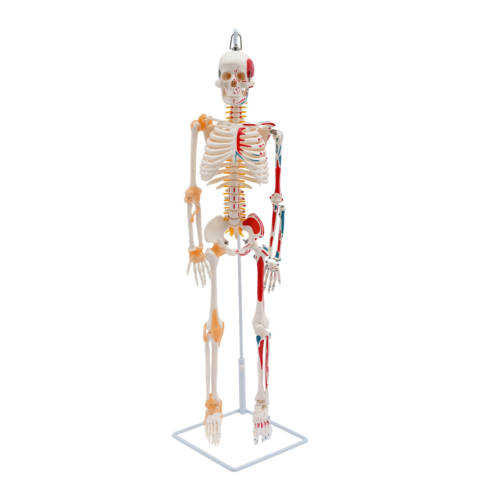 34″ Hanging Style Human Skeleton Model For Doctors’ Office or Anatomy Classroom