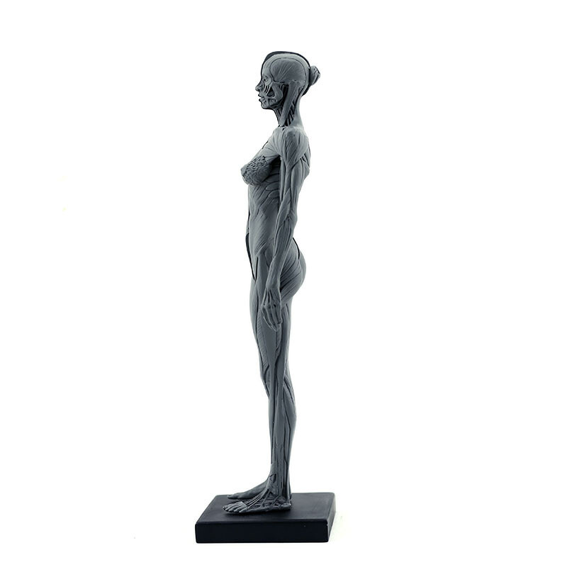 30cm Human Skeleton Anatomical Model Female Anatomy Skull Muscle Bone Model