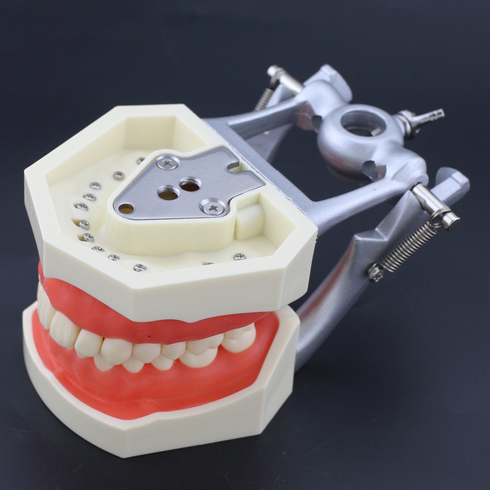 Dental Typodont Mounting Pole Model With 28pcs Removable Teeth Kilgore Nissin200