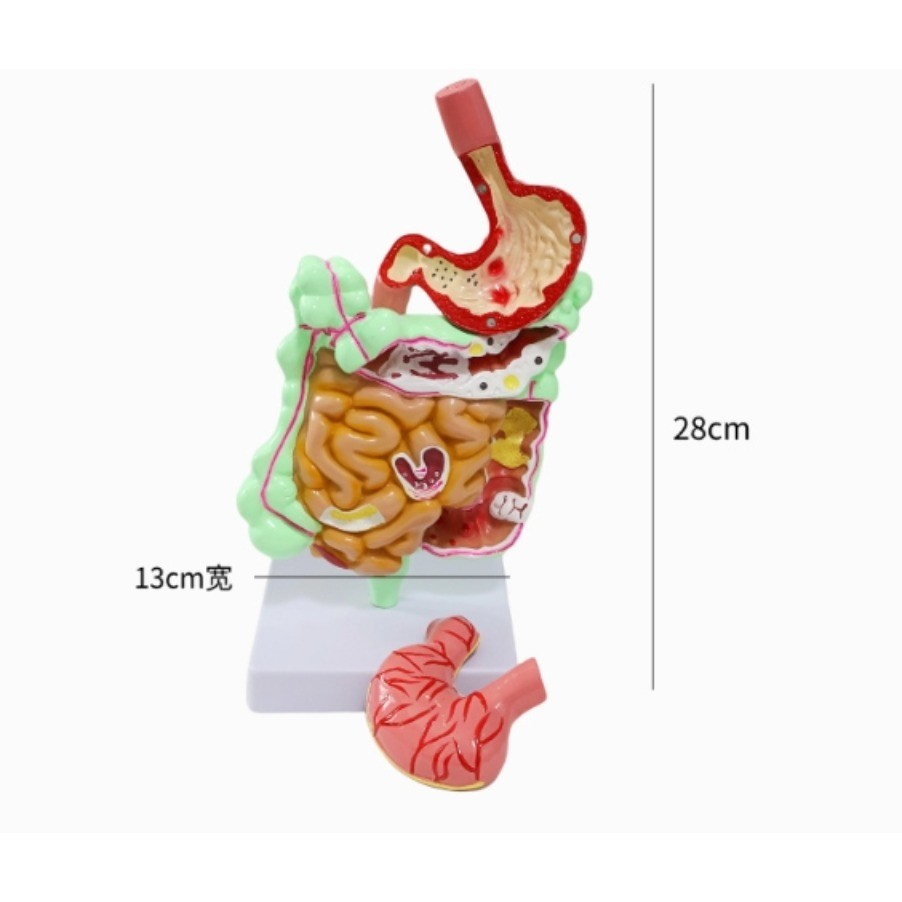 A 1PC Natural large intestine model, human stomach anatomy model