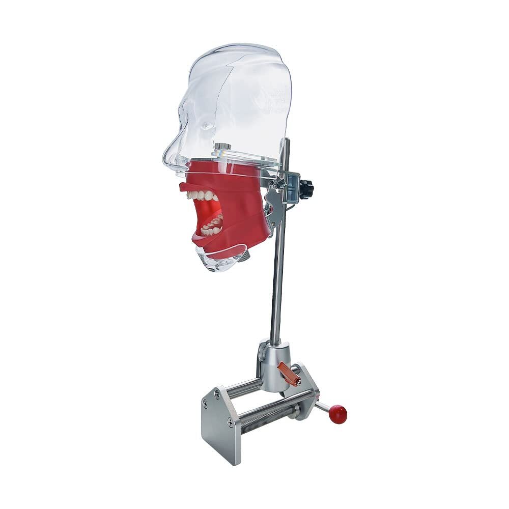 Dental Teaching Head Mold Oral Simulation Simple Fixing Clip Head Mold Student