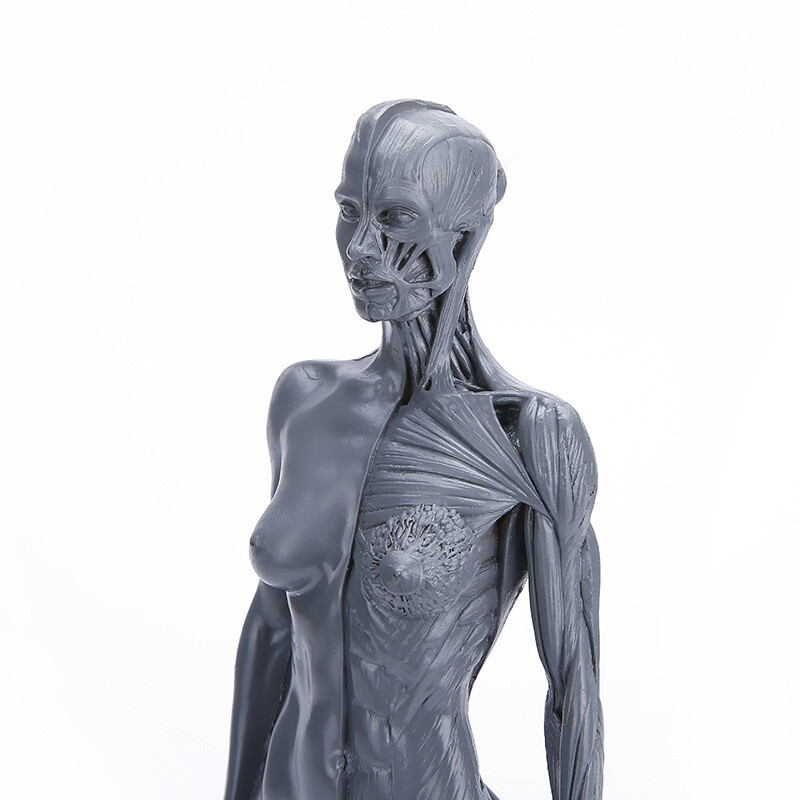 30cm Human Skeleton Anatomical Model Female Anatomy Skull Muscle Bone Model