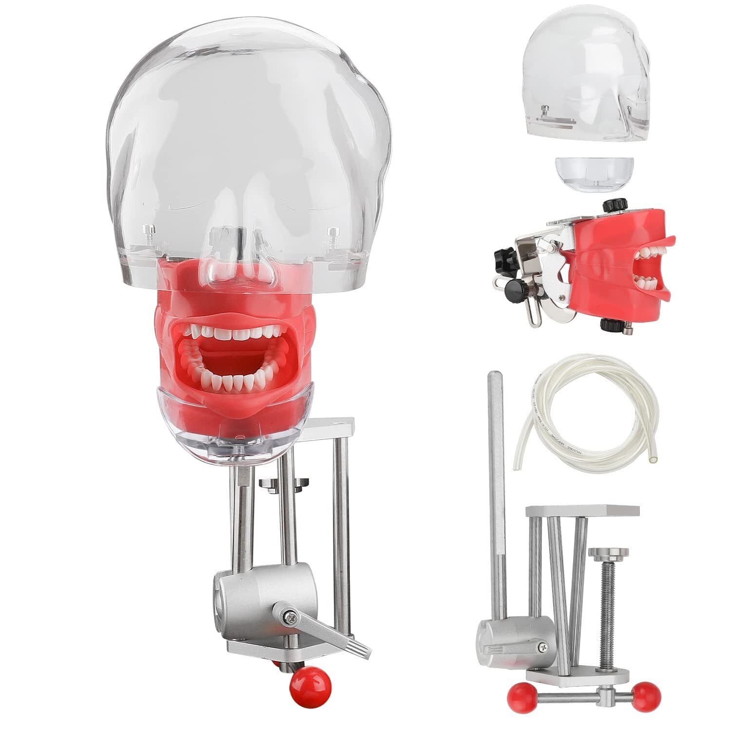 Dental Simulator Mannequin Head Teeth Model Teaching Practicing Head Mold