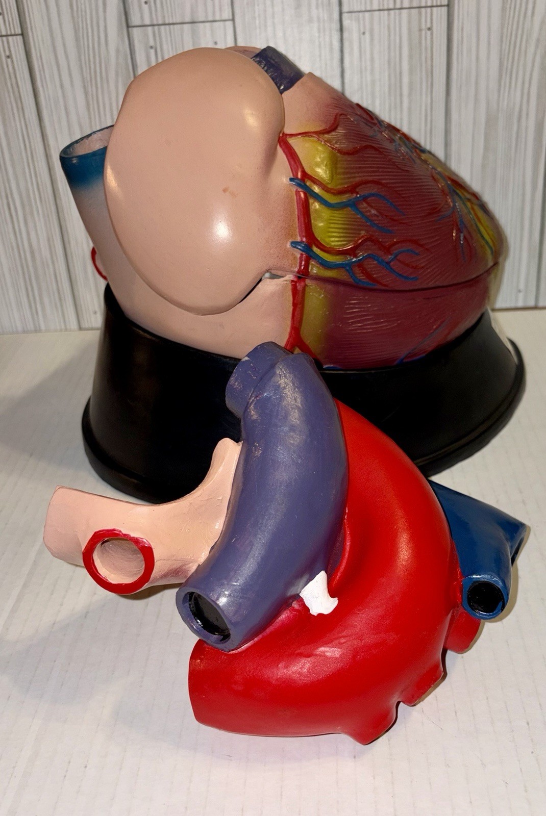 Dissectible Human Anatomical Jumbo Heart Model 7 Piece + Base Teaching Model