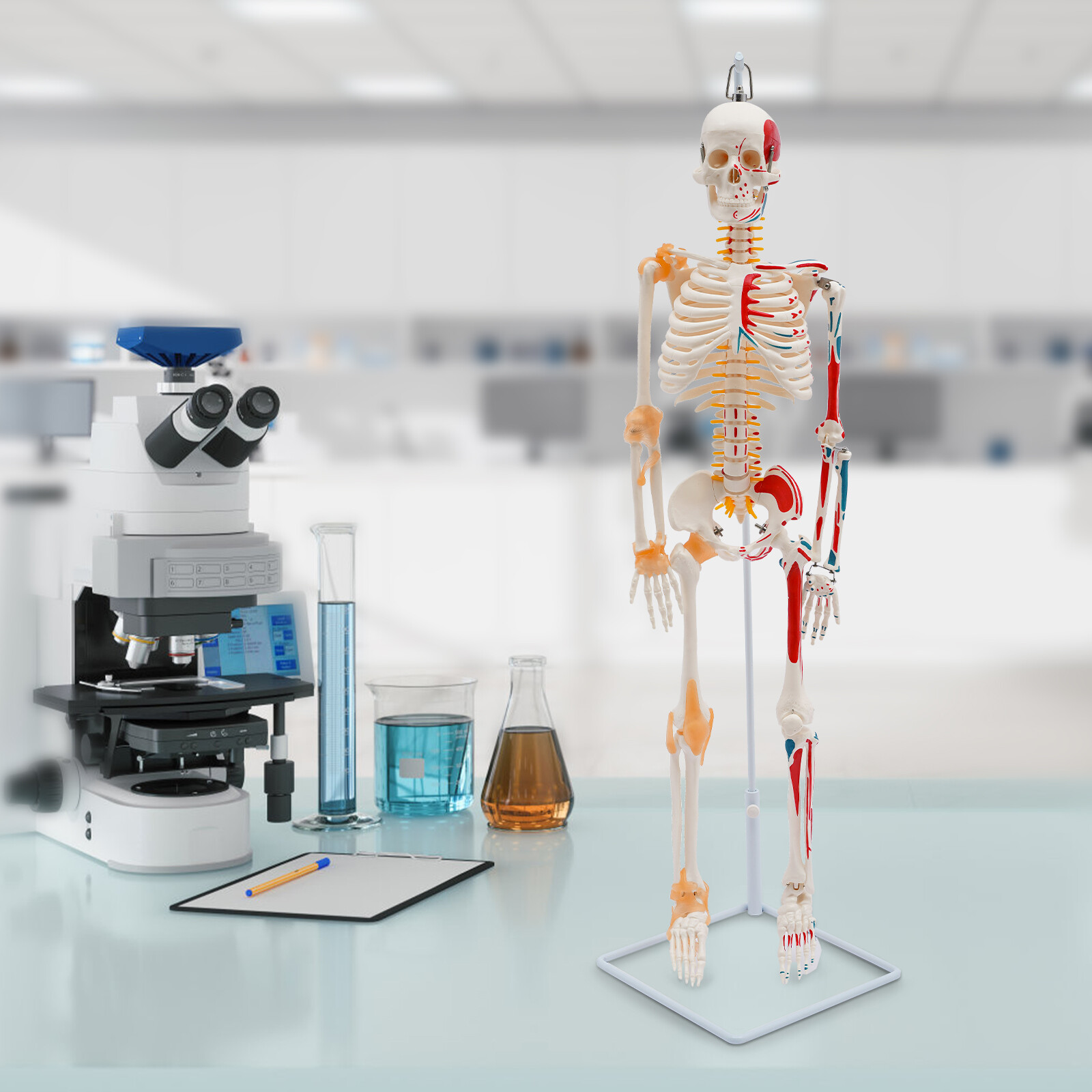 85cm Hanging Style Human Skeleton Model Includes Joint Ligaments For Doctor