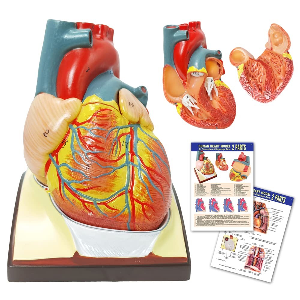 Human Heart Model Life Size Heart Model for Anatomy, 2 Part Heart Models Anatomy