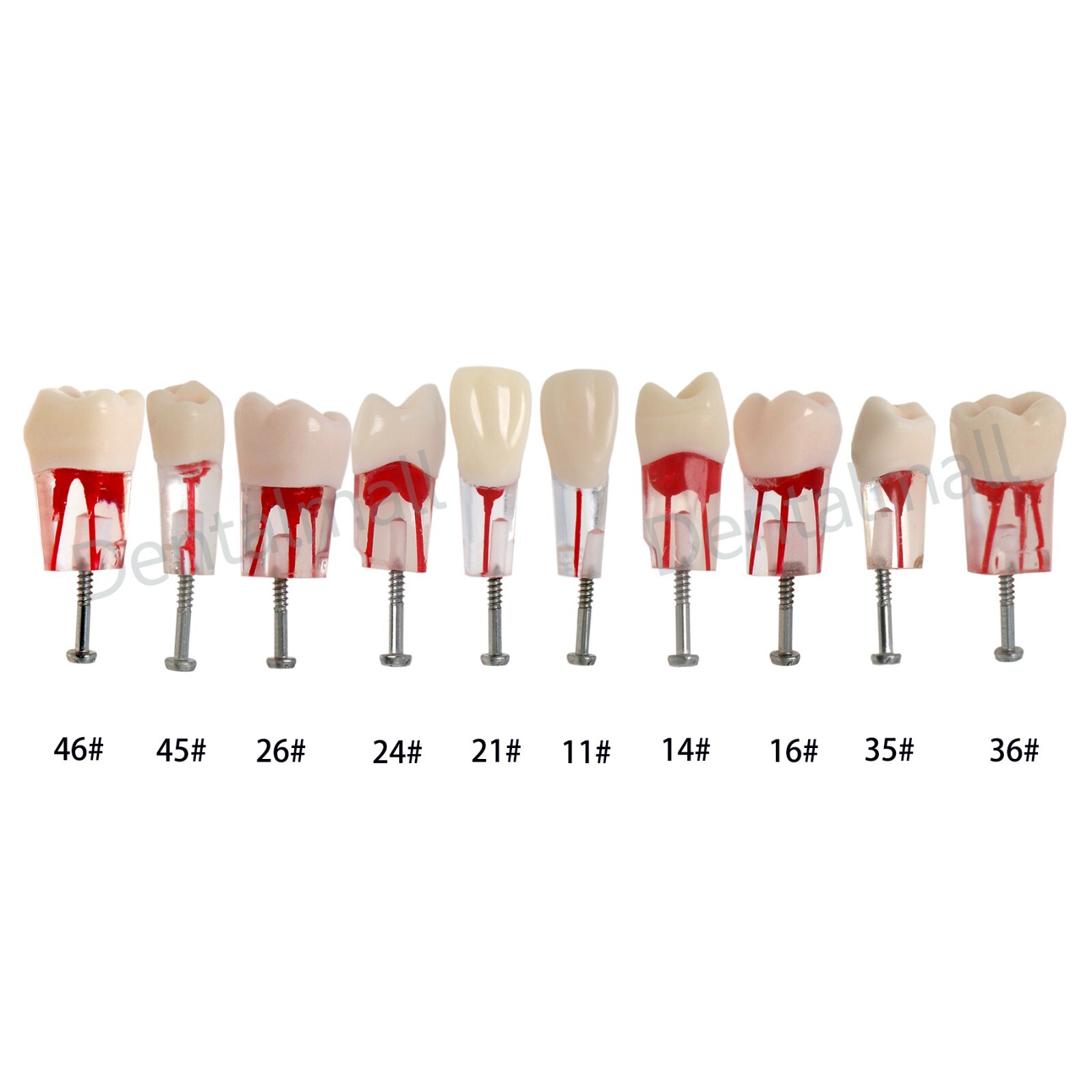 Dental Teeth Model Endo Root Canal Pulp Files Practise Blocks Fit NISSIN 200