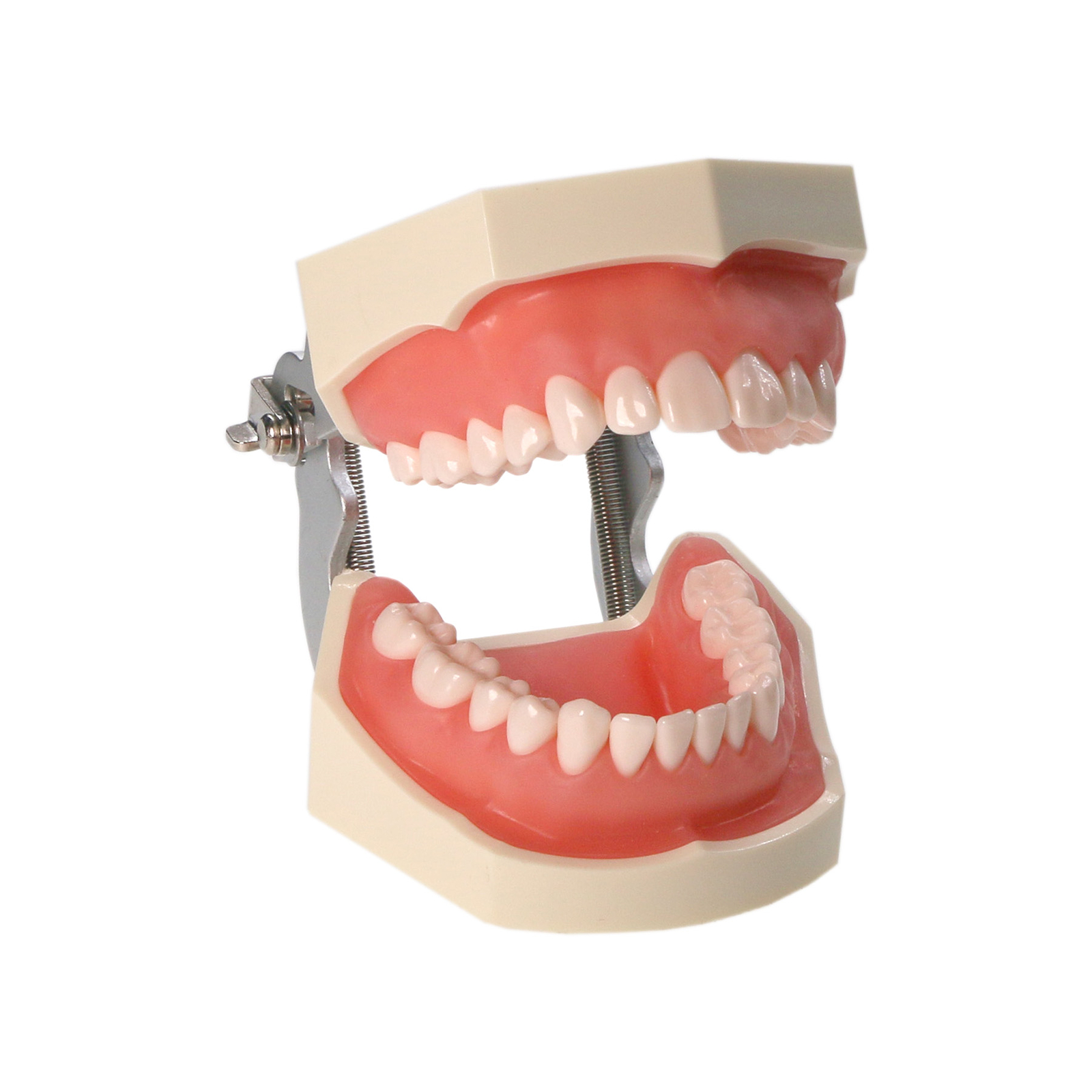 28Pcs Teeth Dental Typodont Teeth Model Kilgore NISSIN 200 Type Short Support