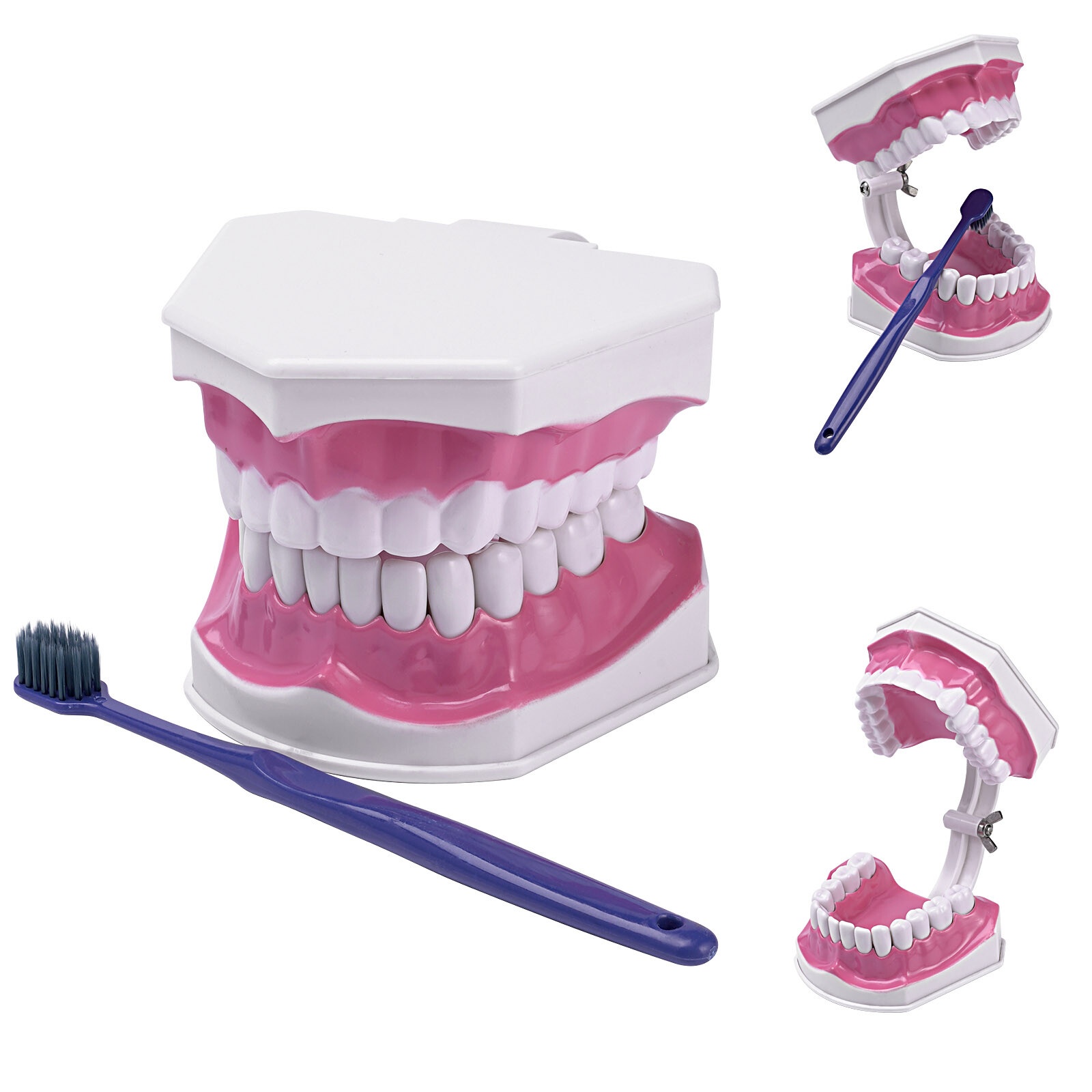 2Pcs Dental Study Model Colgate 2Times Large With Removable Adult Teeth Model