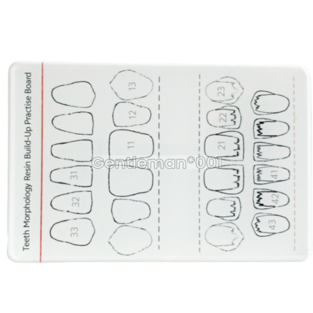 Dental Board Teeth Morphology Composite Build Up Practise Template Dentist Model