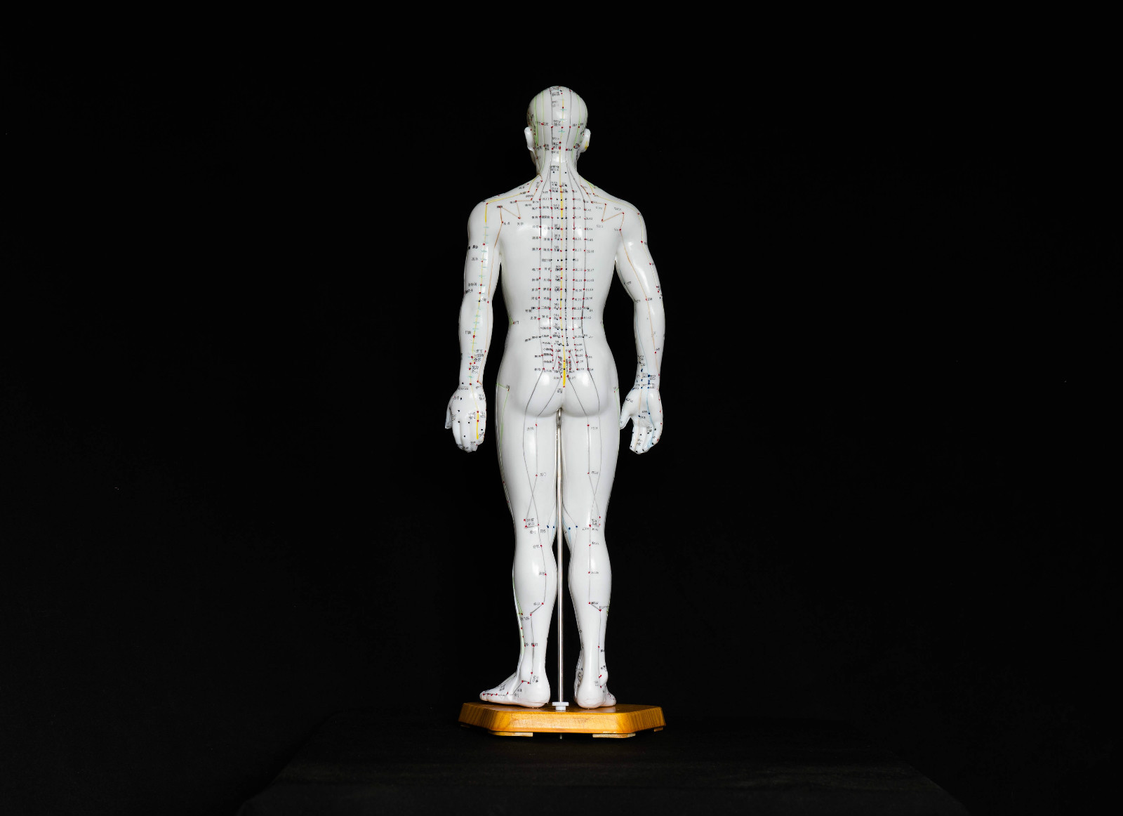 50cm Acupuncture Model Pair – Anatomical Medical Anatomy – Chinese Medicine