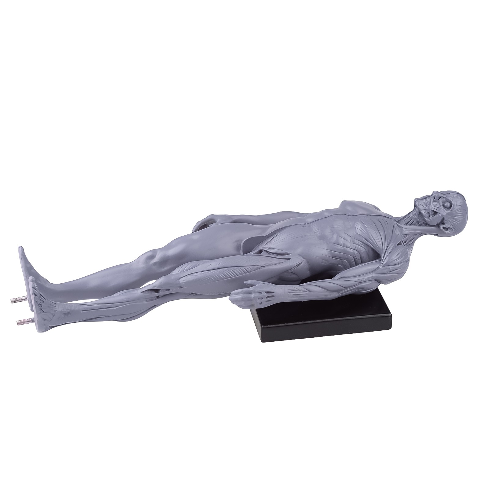 30cm Gray Human Anatomy Model Muscles & Bones for Medical Study & Art Sculpture