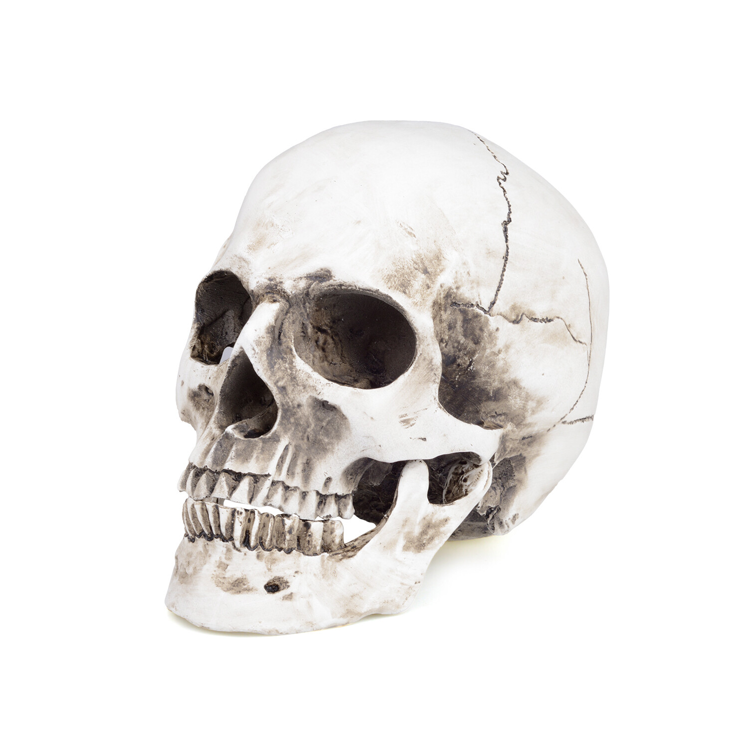 1:1 Retro HumanSkull Replica Resin Anatomical Model Removable Jaw/Chin Realistic