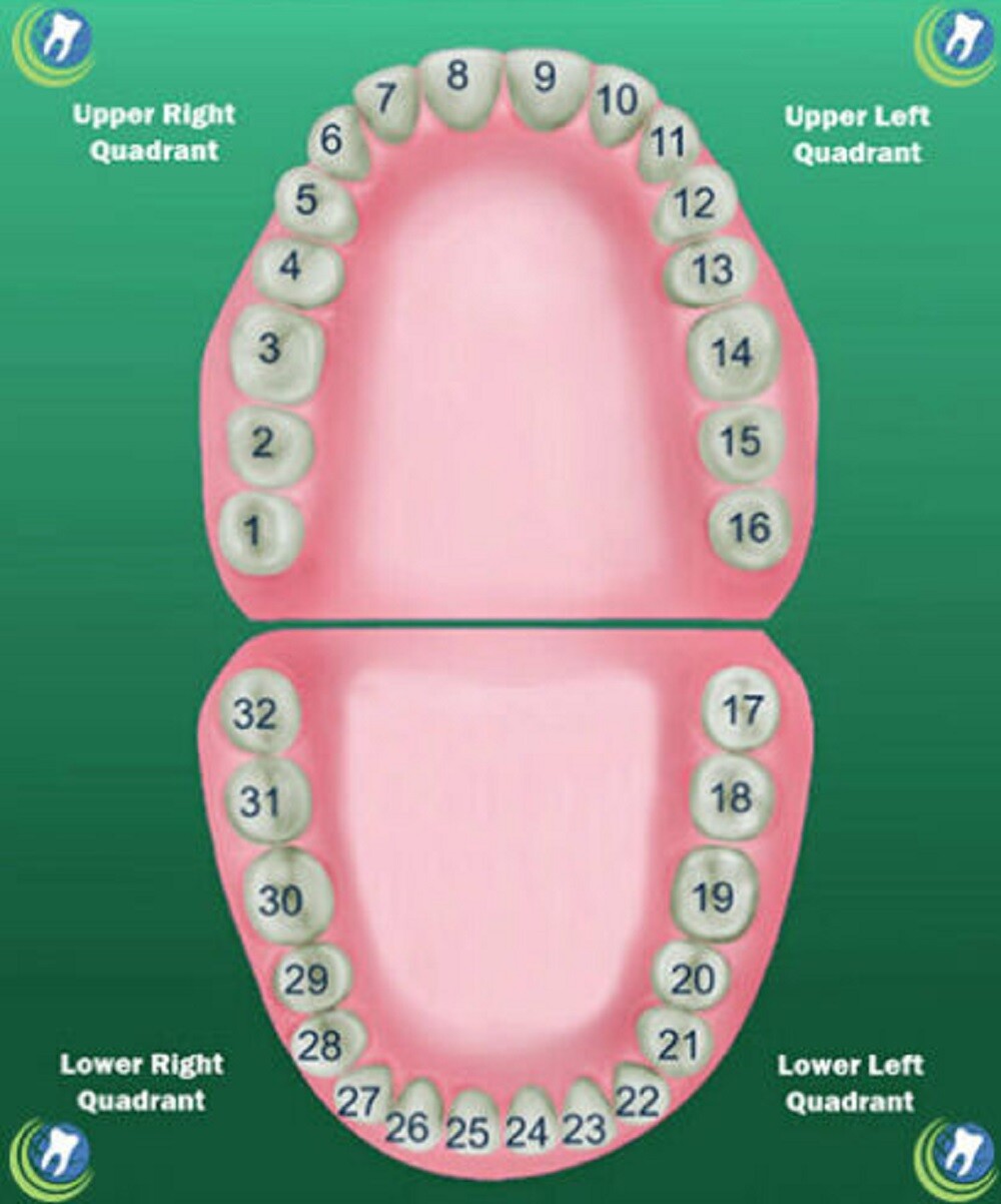 Tooth #7 Upper Right Lateral (URL) Polycarbonate Temporary Crowns Cap Refills