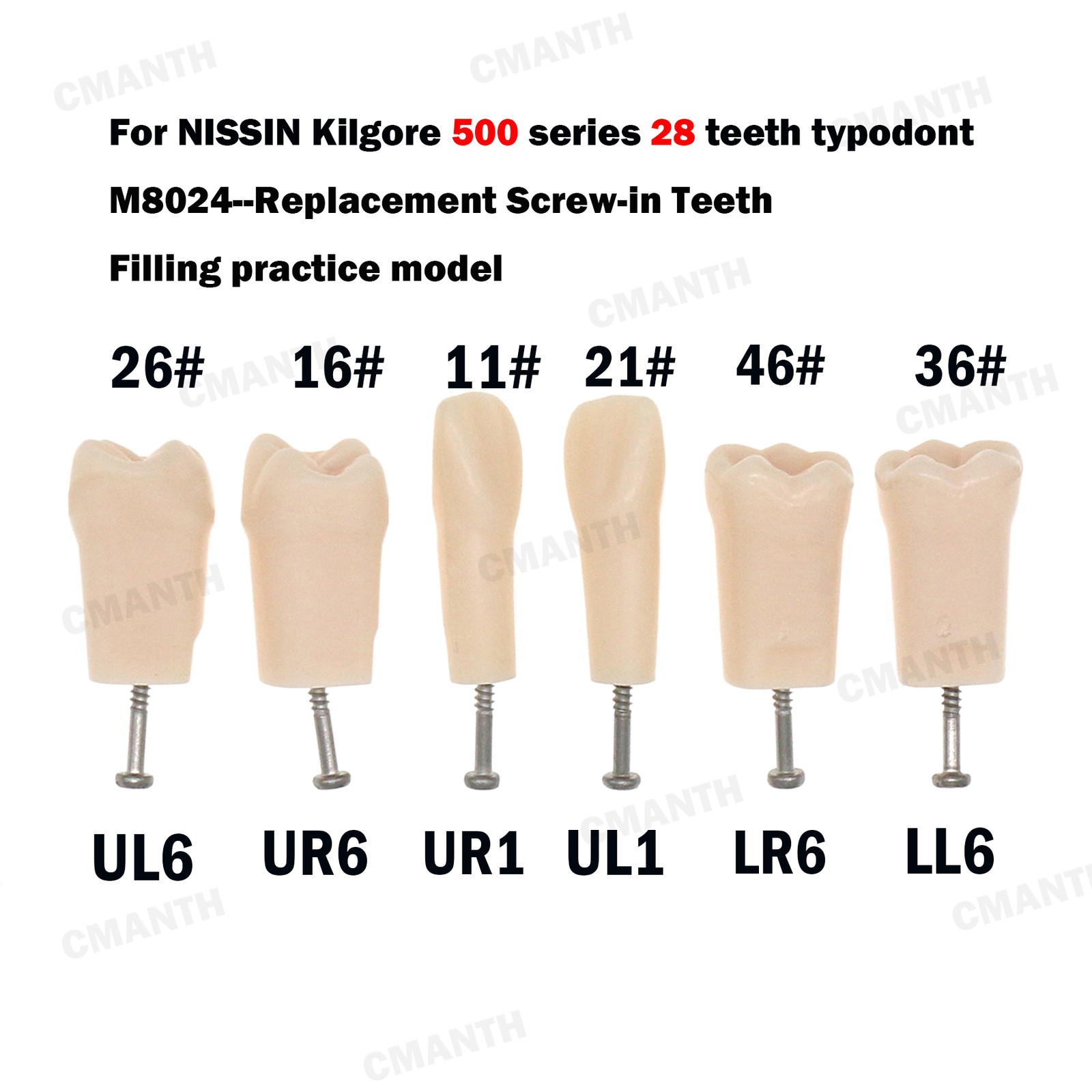 Screw-in Dental Teeth Typodont Model Replacement Fit Kilgore NISSIN 200/500 Type