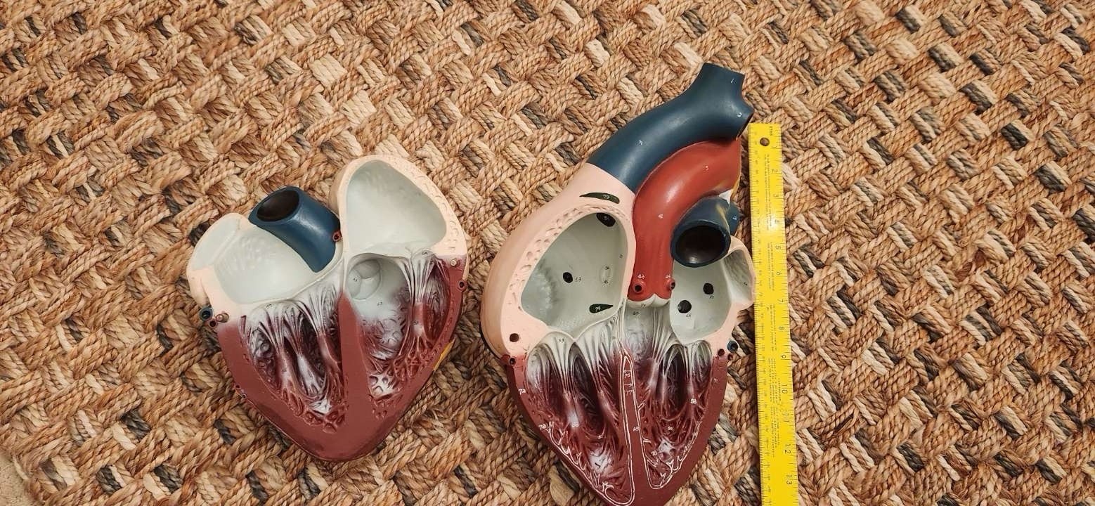 Heart Diaphragm Model Frey Scientific Anatomy Vintage 15×12 Hand Painted