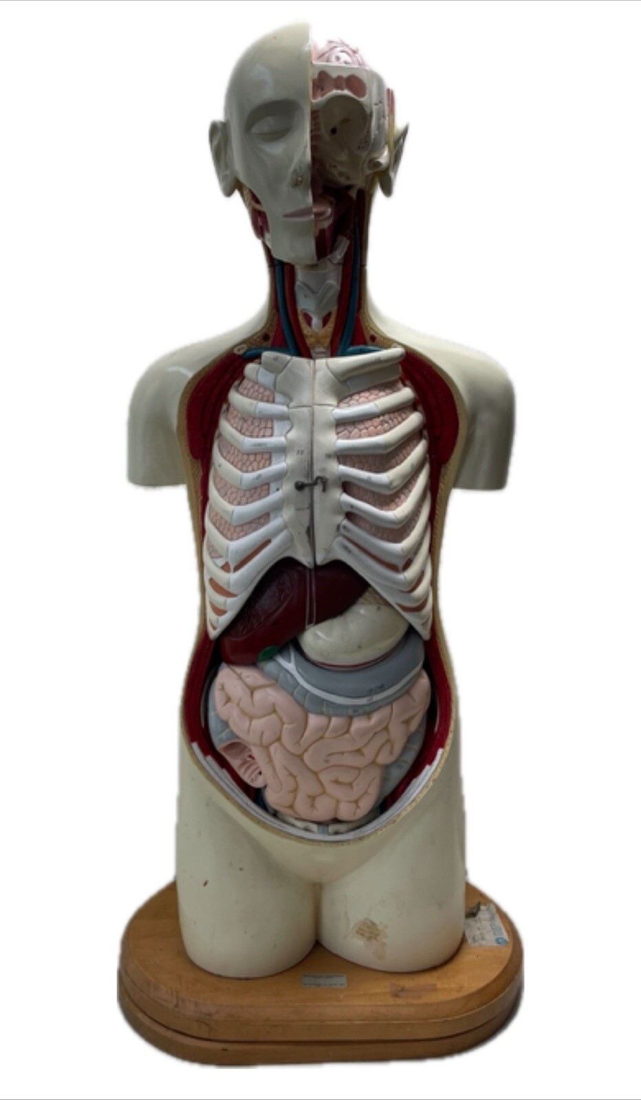 1960’s Medical Model by Denoyer Geppert