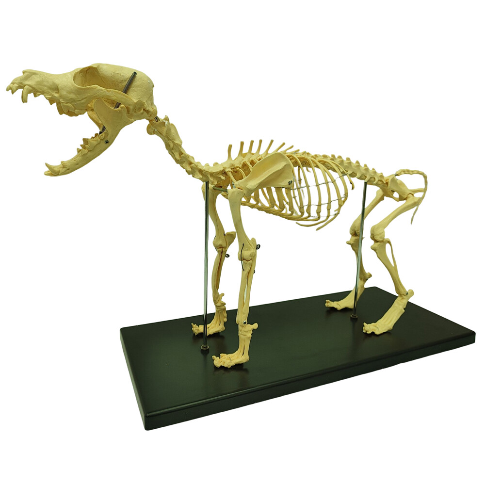 Canine Skeleton Model PVC Dog Model Bones Standard Size Education Display Model