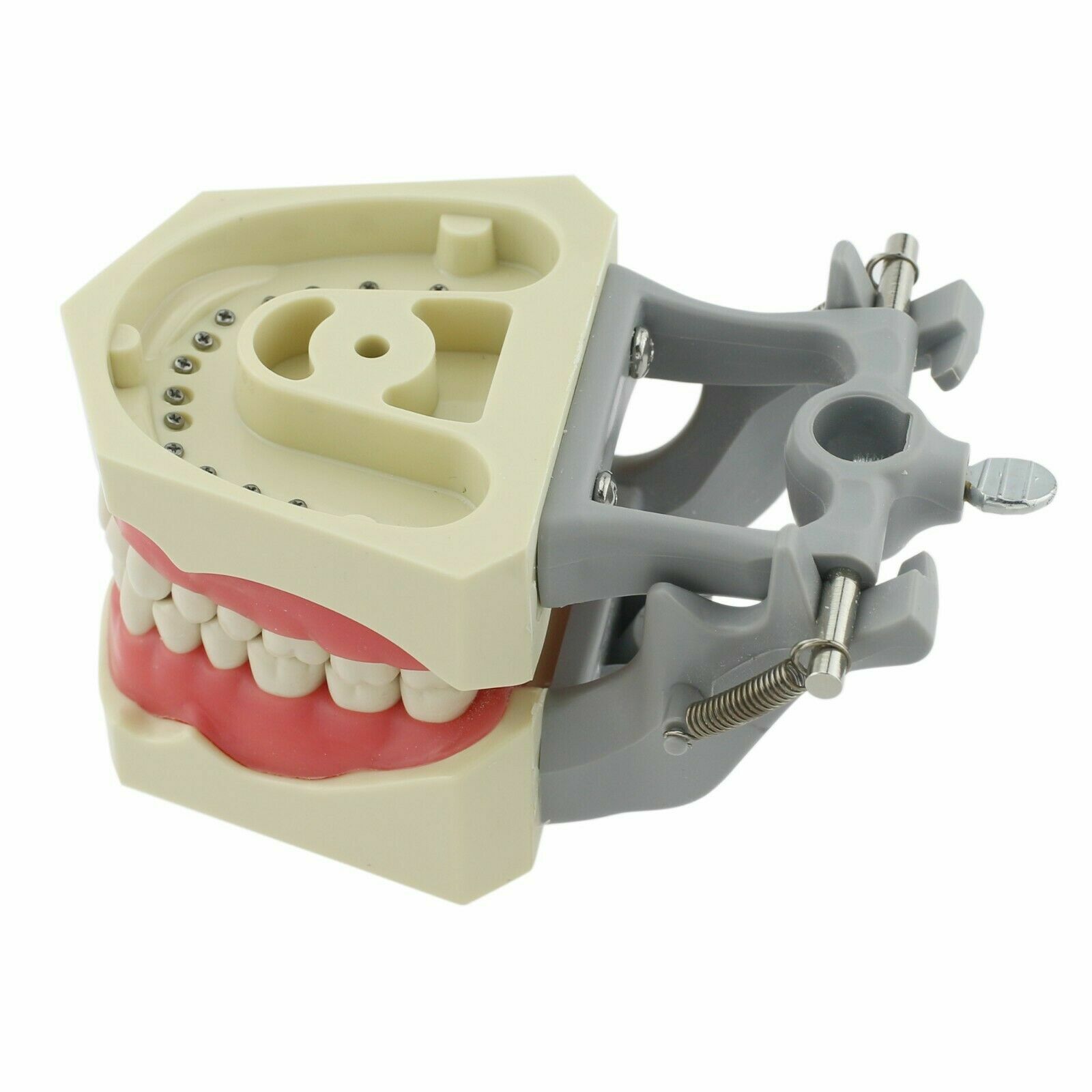 Columbia Dentoform Dental Typodont Model 32pcs Removable Teeth Soft Gingiva