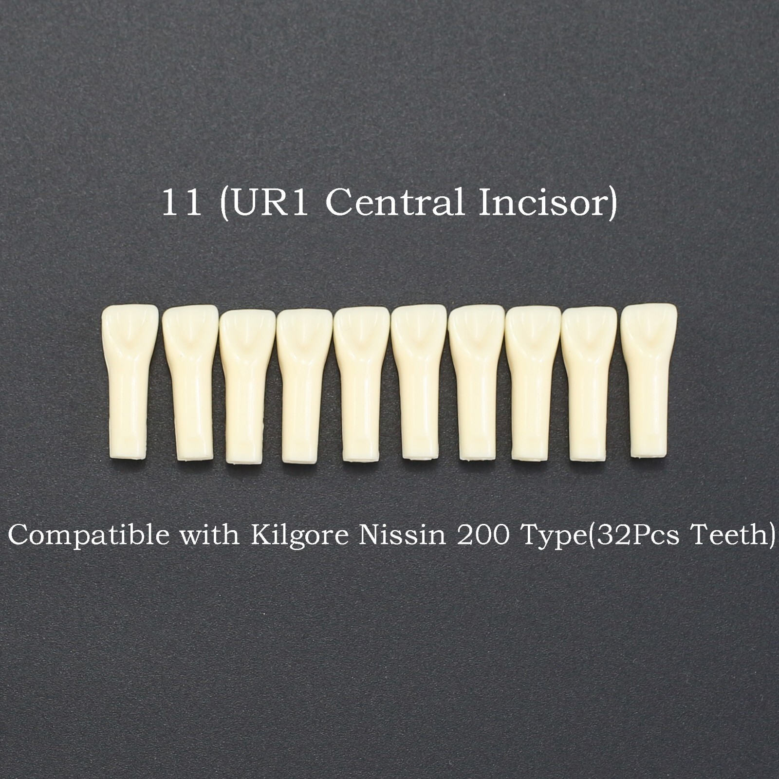 10 Pcs Dental Typodont Teeth Replacement Individual Teeth Model for Nissin 200